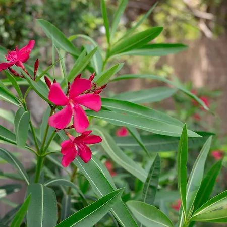 Quercesecca - Nature & Relax * 格罗塞托港