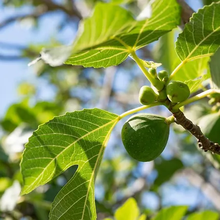 Quercesecca *